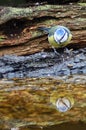 Blue Tit with Reflection Royalty Free Stock Photo