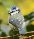 Blue tit with ruffled blue feathers.