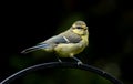 A blue tit sat on a branch Royalty Free Stock Photo