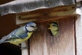 Blue tit sits at the nest box and feeds its offspring Royalty Free Stock Photo