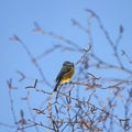 Blue tit sitting in the braches of a bush