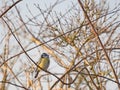 Blue tit sitting in the braches of a bush