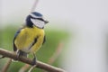 Blue tit sitting on branch Royalty Free Stock Photo