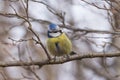 Blue Tit sitting on a branch.