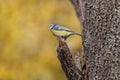 blue tit sitting on broken branch of tree Royalty Free Stock Photo