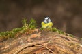 Blue tit is sitting on the graund and eating sunflower seed