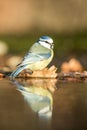 Blue tit sitting on lichen shore of pond water in forest with bokeh background and saturated colors, Hungary, songbird in nature