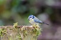 Blue Tit sitting on moss covered post Royalty Free Stock Photo