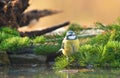 Blue tit sitting on a pine branch Royalty Free Stock Photo