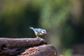 Blue tit, the smallest bird around but very pretty..