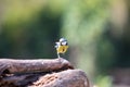 Blue tit, the smallest bird around but very pretty..