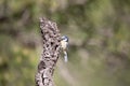 Blue tit, the smallest bird around but very pretty..