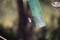 Blue tit, the smallest bird around but very pretty..