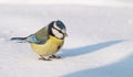 Blue Tit on Snow