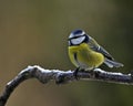 Blue Tit with snow