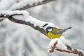 Blue Tit in the snow on a tree Royalty Free Stock Photo