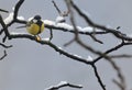 Blue Tit in the snow on a tree brunch