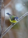 Blue tit in snowfall Royalty Free Stock Photo