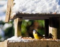 Blue-Tit at a snowy bird feeder