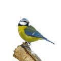 Blue tit on snowy branch