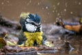 Blue tit splashing in the water Royalty Free Stock Photo