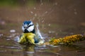 Blue tit splashing in the water Royalty Free Stock Photo