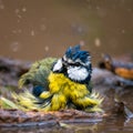 Blue tit splashing in the water Royalty Free Stock Photo