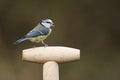 Blue Tit in springtime