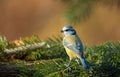 Blue tit standing on a pine branch Royalty Free Stock Photo