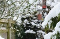 Blue tit takes peanuts from bird feeder in winter Royalty Free Stock Photo