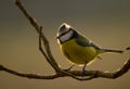 Blue Tit, tit, tits Cyanistes