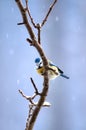 A blue tit or tomtit on a winter day ( Cyanistes Caeruleus )
