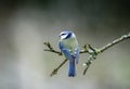 Blue tit on tree branch Royalty Free Stock Photo