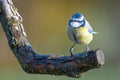 Blue tit on tree branch looking left Royalty Free Stock Photo