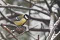 Blue Tit on a tree brunch in winter Royalty Free Stock Photo
