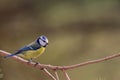 Blue Tit in a Tree Royalty Free Stock Photo