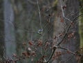 Blue tit in a tree Royalty Free Stock Photo