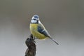 Blue tit Royalty Free Stock Photo