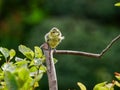 Blue tit on a twig