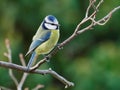 Blue tit on a twig