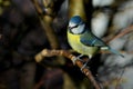 Blue tit on the west coast in Sweden Royalty Free Stock Photo
