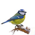 Blue tit in winter Royalty Free Stock Photo