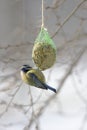 Blue tit in winter