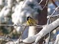 Blue tit. Winter season Royalty Free Stock Photo