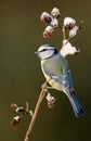 Blue tit on a winter twig Royalty Free Stock Photo