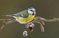 Blue tit on a winter twig Royalty Free Stock Photo