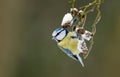 Blue tit on a winter twig Royalty Free Stock Photo