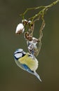 Blue tit on a winter twig Royalty Free Stock Photo