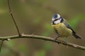 Blue Tit (Cyanistes caeruleus) perched on a twig on a tree branch Royalty Free Stock Photo