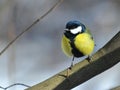 Blue titmouse